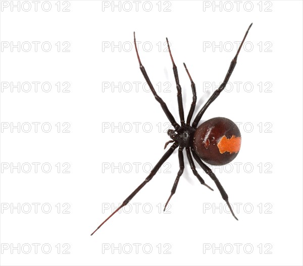 Redback Spider (Latrodectus hasselti)