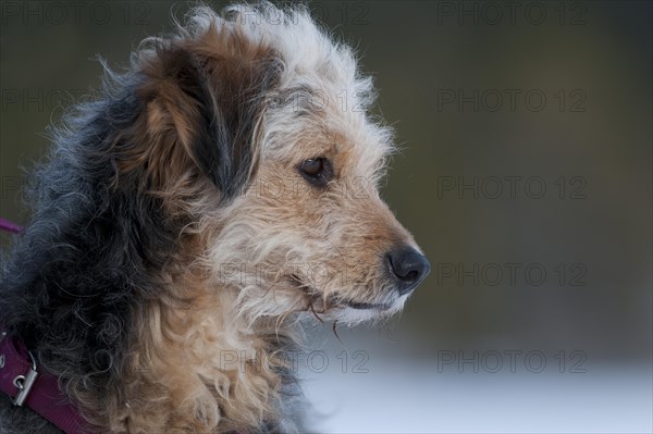 Bosnian Coarse-haired Hound or Barak-hybrid