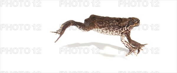 Cane Toad (Rhinella marina)