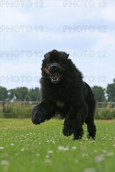 Newfoundland running on meadow