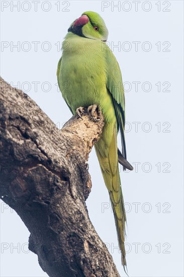 Indian Ringnecked Parakeet (Psittacula krameri manillensis)