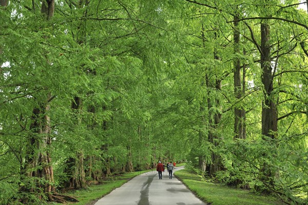 Avenue with Dawn Redwoods (Metasequoia glyptostroboides)