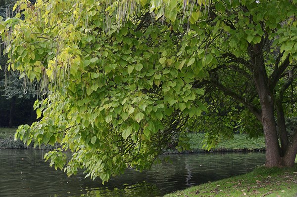 Southern Catalpa