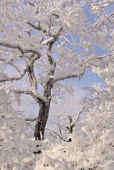 A forest in winter