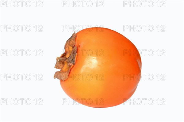 Japanese Persimmon