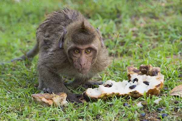 Crab-eating macaque (Macaca fascicularis)