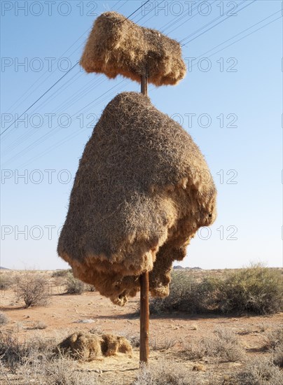 Huge communal nest of Sociable Weavers (Philetairus socius) on a telephone pole