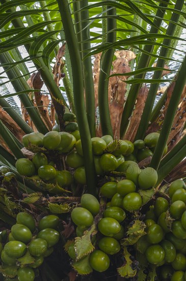 Queen Sago (Cycas rumphii)