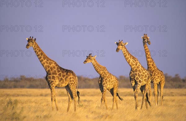 Giraffes (Giraffa camelopardalis)