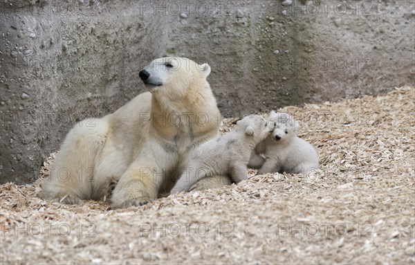 Polar Bears (Ursus maritimus)