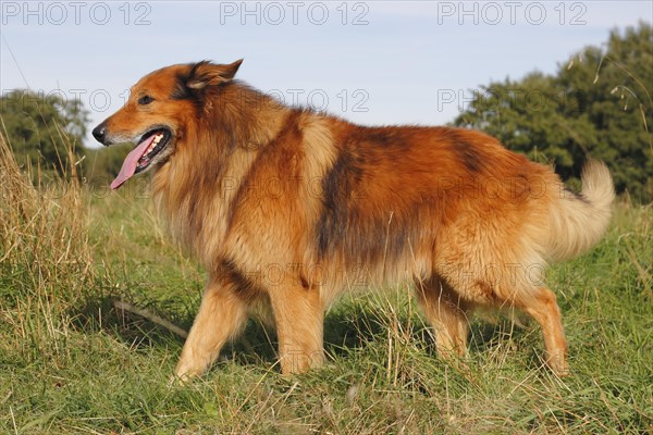 Collie