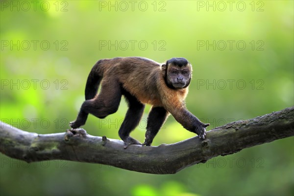 Brown Capuchin or Tufted Capuchin (Cebus apella)