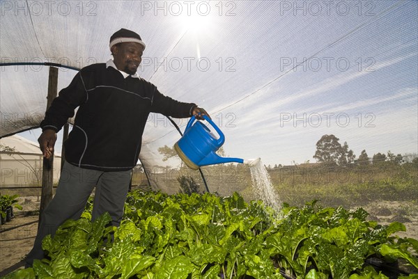 Man watering plants