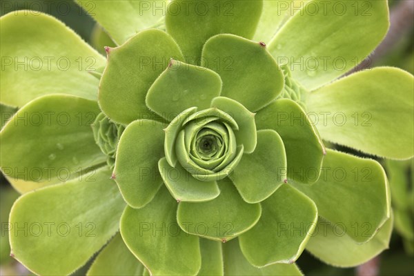 Aeonium (Aeonium balsamiferum)