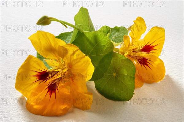 Fresh Nasturtium (Tropaeolum)