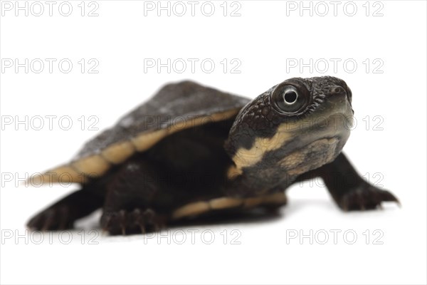 Saw-shelled Turtle (Elseya latisternum)