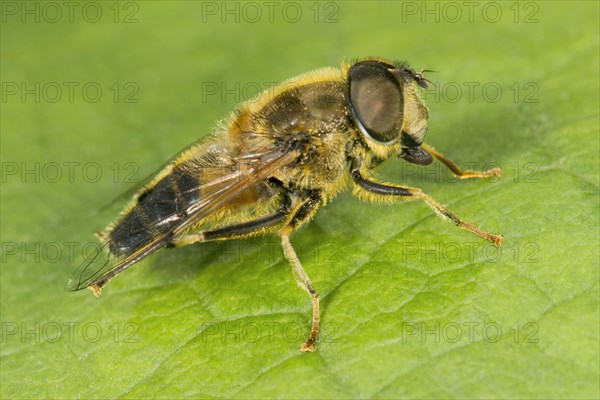 Hoverfly (Eristalis tenax)
