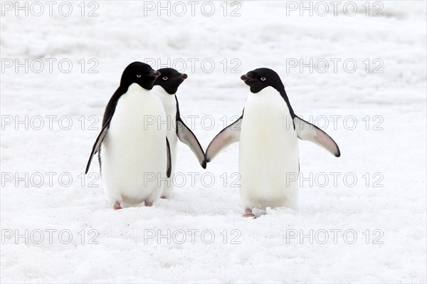 Three Adelie Penguins (Pygoscelis adeliae)