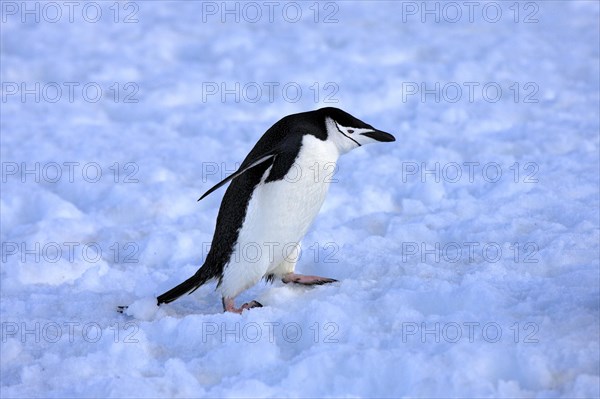 Chinstrap Penguin (Pygoscelis antarctica)