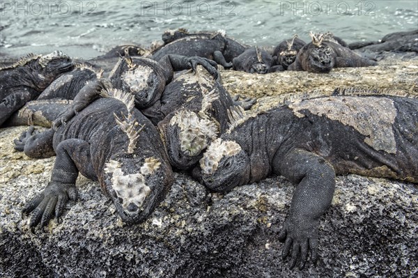 Sea Iguanas or Galapagos Marine Iguanas (Amblyrhynchus cristatus hassi)