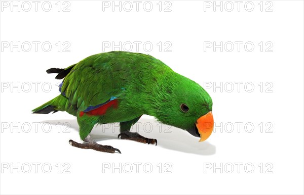 Eclectus Parrot (Eclectus roratus)