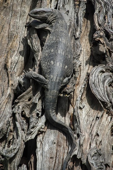 Rock monitor (Varanus albigularis) on a tree trunk