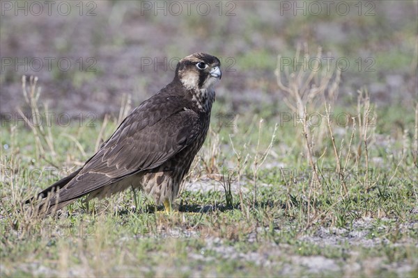 Lanner Falcon (Falco biarmicus)