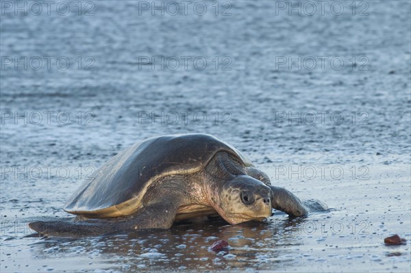 Olive Ridley Sea Turtle (Lepidochelys olivacea)