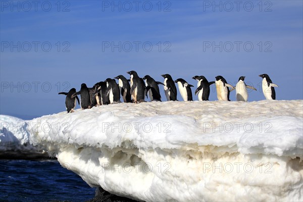 Adelie Penguins (Pygoscelis adeliae)