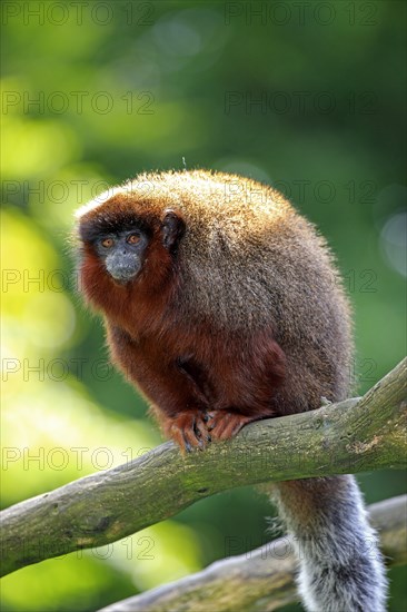 Red-bellied Titi (Callicebus moloch)