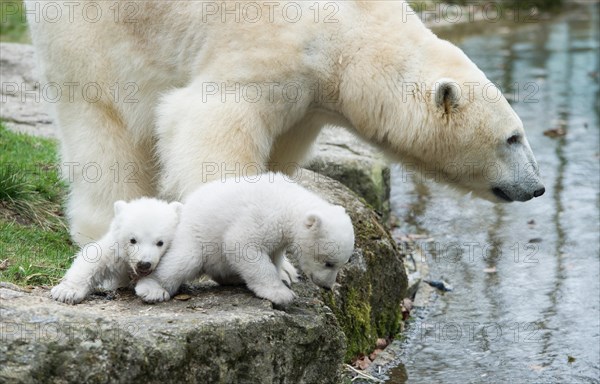 Polar Bears (Ursus maritimus)