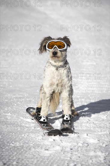 A dog with snow goggles