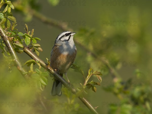 Rock Bunting (Emberiza cia)