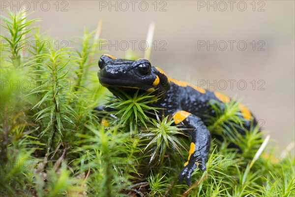 Fire Salamander (Salamandra salamandra)