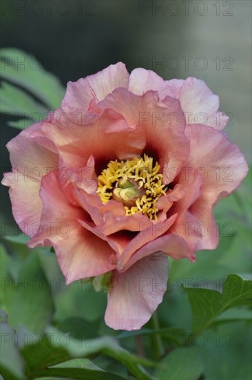Tree Peony (Paeonia suffruticosa 'Exotic Era')
