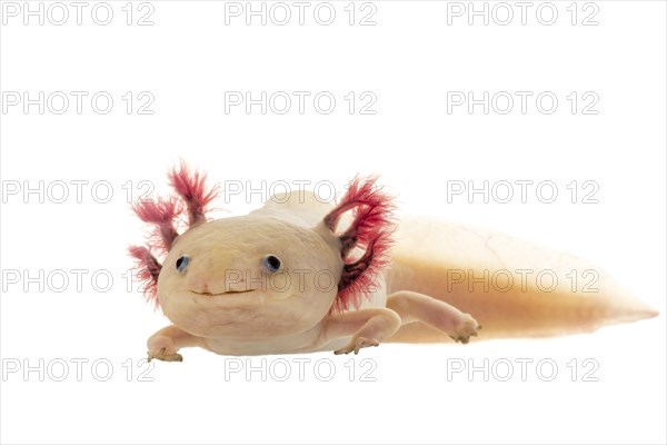 Axolotl (Ambystoma mexicanum)