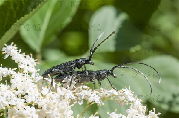 Capricorn Beetles (Cerambyx scopolii)