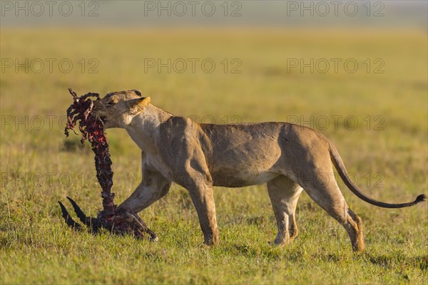 Lioness (Panthera leo) with skeleton