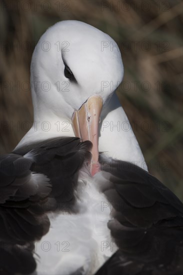 Black-browed Albatross or Black-browed Mollymawk (Thalassarche melanophris)