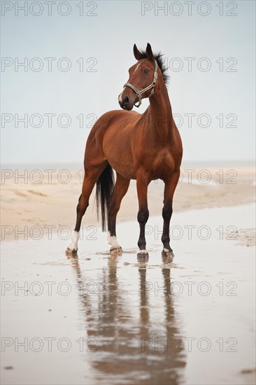 Hanoverian gelding