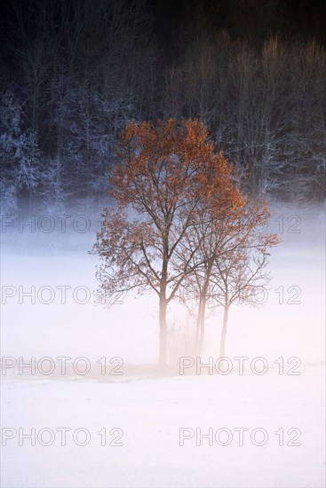 English oak (Quercus robur)