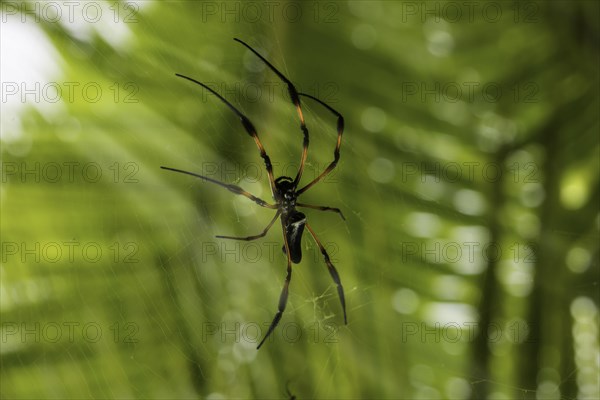 Red-legged Golden Orb-web Spider (Nephila inaurata)