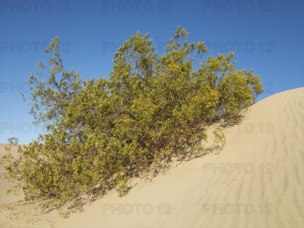 Honey Mesquite (Prosopis glandulosa torreyana) blooming in spring on a dune