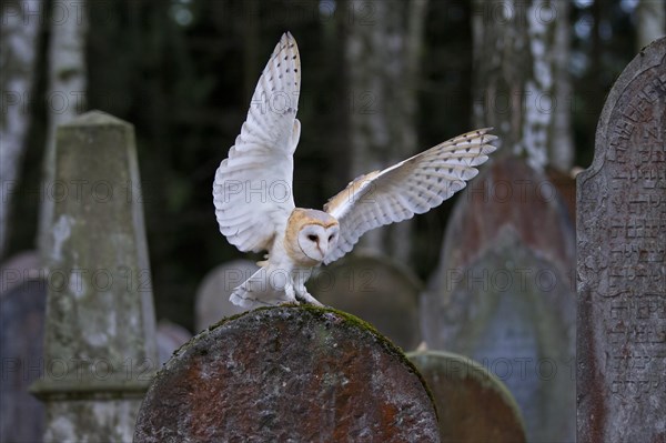 Barn Owl (Tyto alba) landing on a grave stone
