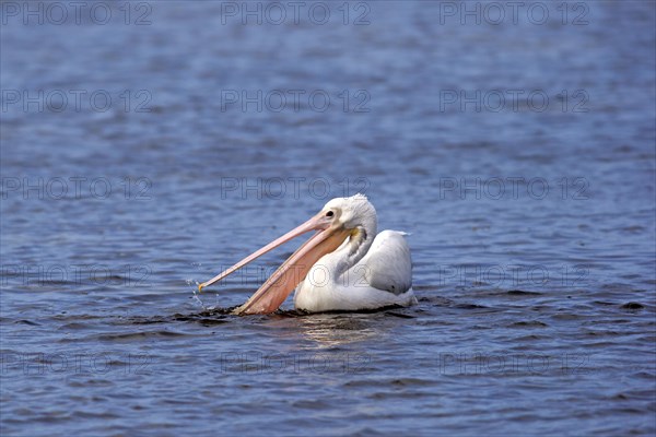 American American White Pelican (Pelecanus erythrorhynchos)