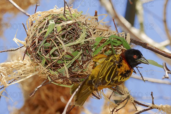 Village Weaver (Ploceus cucullatus