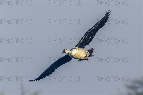 Knob-billed Duck (Sarkidiornis melanotos) in flight