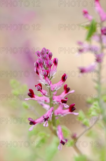 Common Fumitory (Fumaria officinalis)