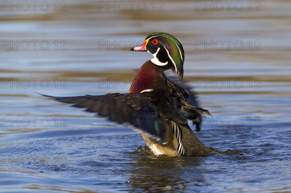 Wood Duck (Aix sponsa)