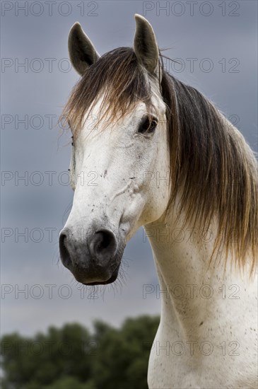 Lusitano horse